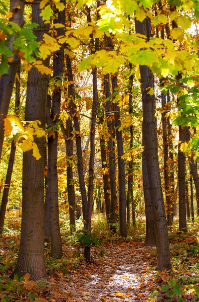 太陽光線と黄金の紅葉林 — ストック写真