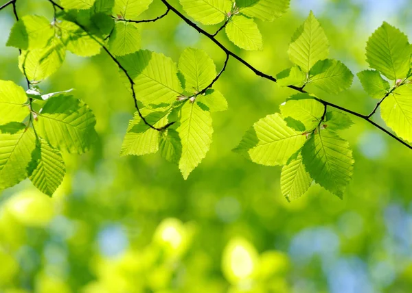 Frunze Verzi Fundalul Verde — Fotografie, imagine de stoc