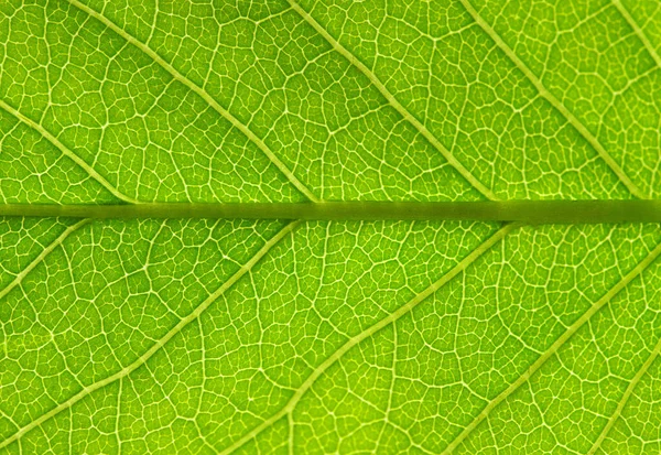 Zblízka Zelené Listové Textury — Stock fotografie