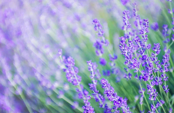 Selektivt Fokus Lavendelblomman Blomsterträdgården Lavendelblommor Upplysta Solljus — Stockfoto