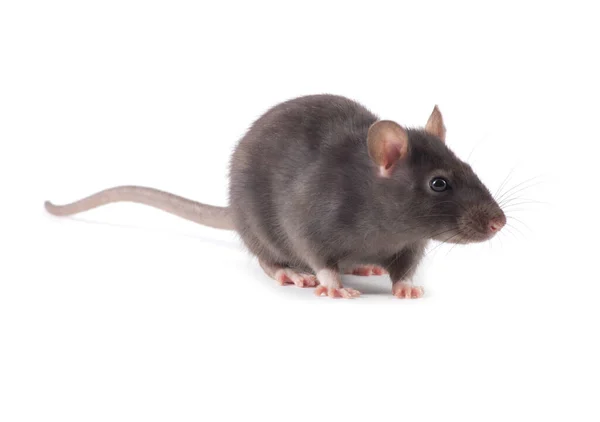 Szczur Makro Białym Tle — Zdjęcie stockowe