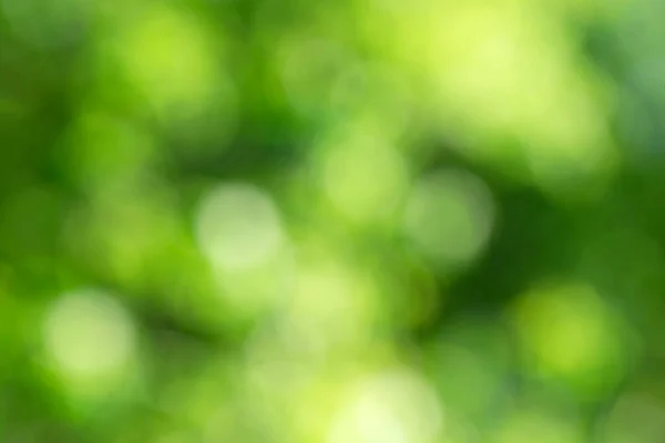 焦点が合っていない自然の森から緑ボケ背景 — ストック写真