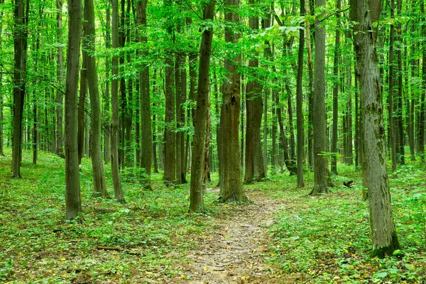 Μονοπάτι Στο Καταπράσινο Καλοκαιρινό Δάσος — Φωτογραφία Αρχείου