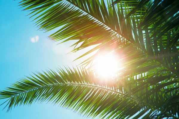 Sun over green palm leaves. Leaves of coconut palms and sun rays through them close-up.