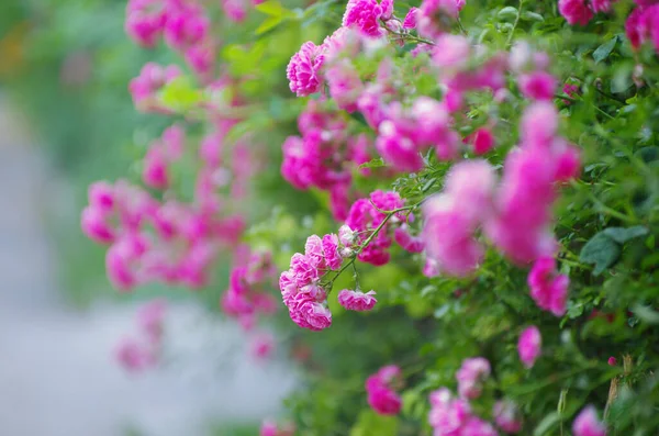 Roses Roses Sur Buisson Dans Jardin Sur Fond Naturel — Photo