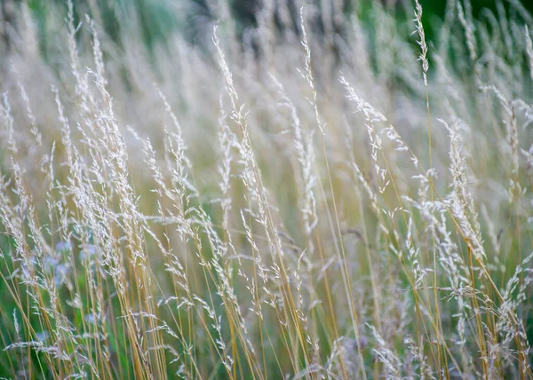 Trockenes Gras Bei Sonnenuntergang Einem Warmen Sommerabend — Stockfoto