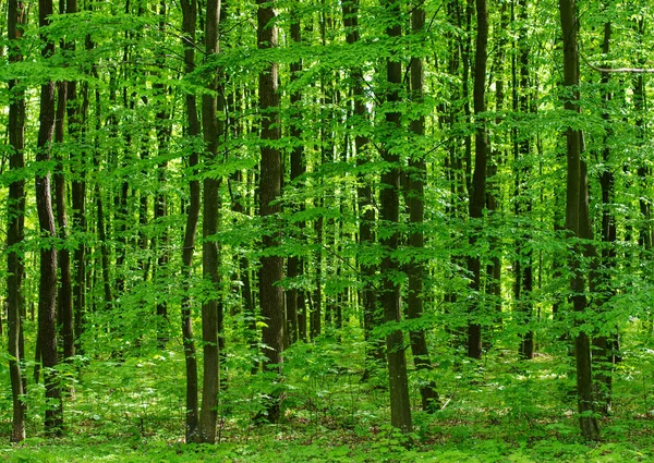 Waldbäume Natur Grün Holz Sonnenlicht Hintergründe — Stockfoto