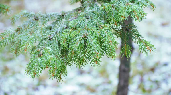 Rami Verdi Abete Rosso Con Aghi Ghiaccio Neve Ricoperti Inverno — Foto Stock