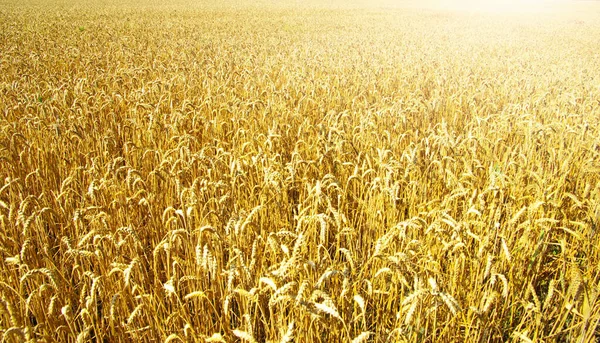 Alan Altın Buğday Mavi Gökyüzü — Stok fotoğraf