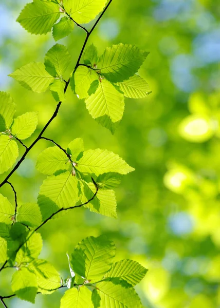 Folhas Verdes Nos Fundos Verdes — Fotografia de Stock
