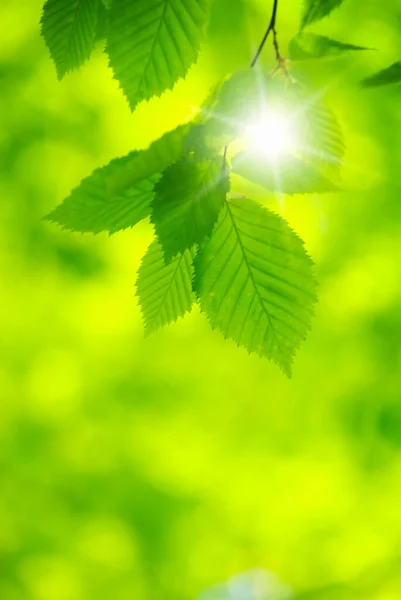 Зелене Листя Над Зеленим Тлом — стокове фото