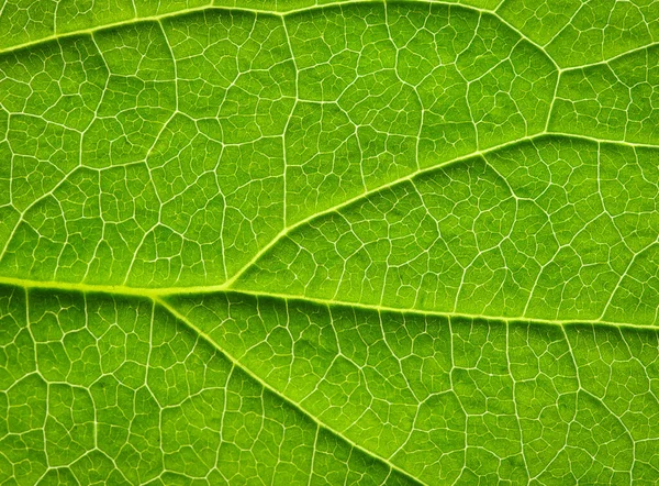 Close Textura Folha Verde — Fotografia de Stock