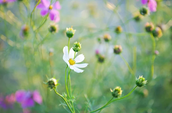 Feld Des Kosmos Blume Hintergrund — Stockfoto