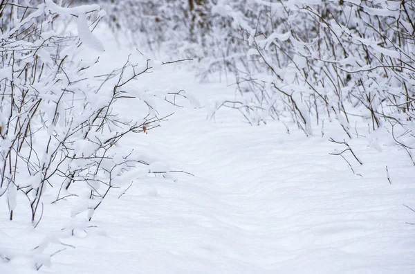 Фон Снега Ветвях Деревьев — стоковое фото
