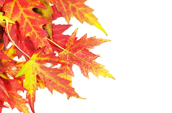 Осенние Кленовые Листья Белом — стоковое фото
