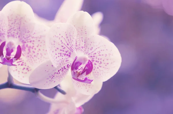 Orquídea Isolada Sobre Fundo Verde — Fotografia de Stock