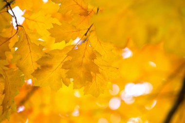 Sarı akçaağaç bir dal sonbahar yaprakları.