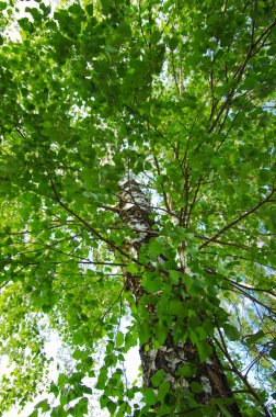 Parktaki güzel ağaçlar