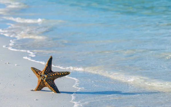 Starfish Beach — Stock Photo, Image