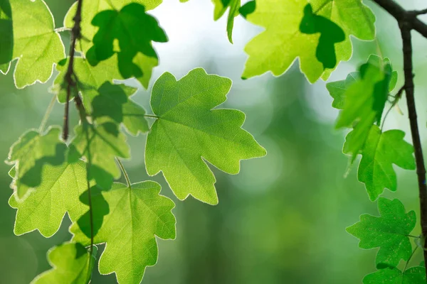 Grüne Blätter Auf Dem Sommerwald — Stockfoto
