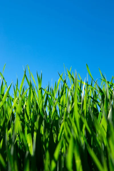 Hierba Verde Contra Cielo Azul —  Fotos de Stock