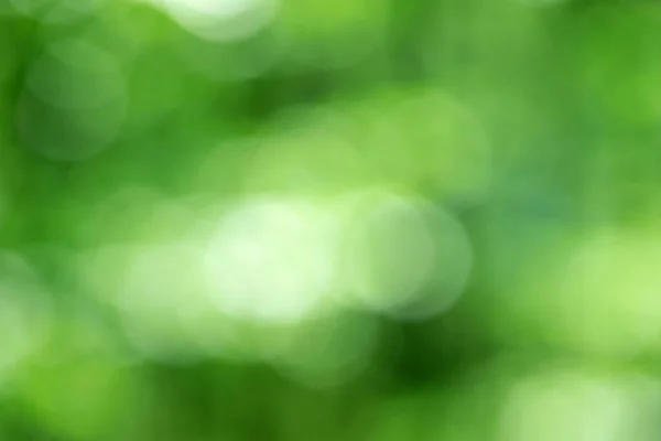 Зеленый Фон Бокэ Природного Леса Вне Фокуса — стоковое фото