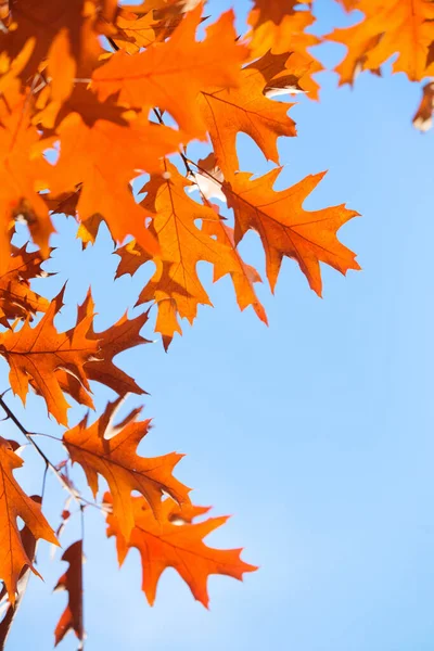 Bunte Herbstblätter Gegen Blauen Himmel — Stockfoto
