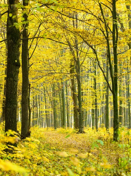 Golden Autumnal Forest Sunbeams — Stock Photo, Image