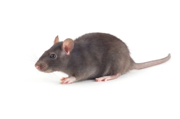 Крыса Изолированы Белом Фоне — стоковое фото