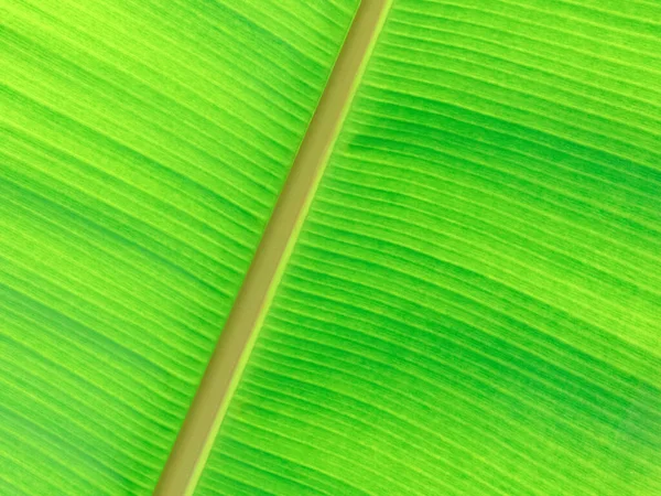 緑の葉の背景 葉の質感 — ストック写真