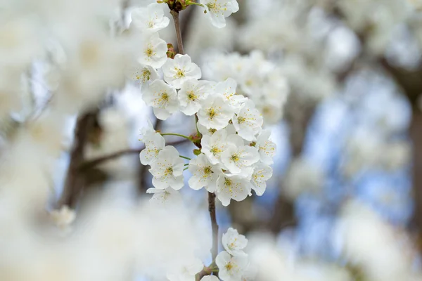 Árvore Flor Sobre Fundo Natureza Flores Primavera Fundo Primavera Fotos De Bancos De Imagens