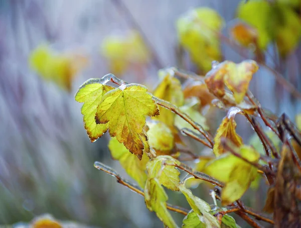 Zmrzlé Listí Větve Stromů Zimní Pozadí Stock Snímky
