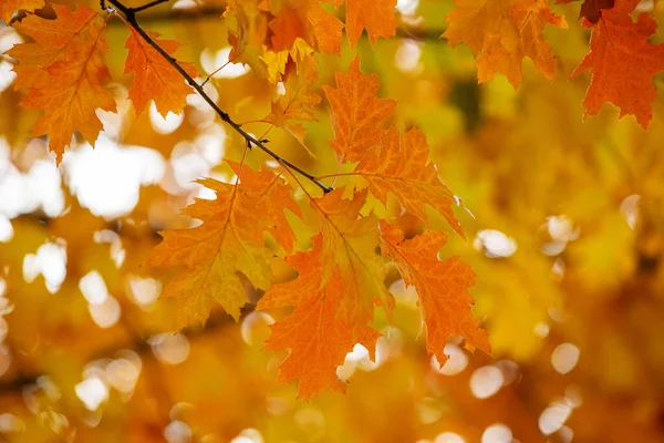 Sarı Akçaağaç Bir Dal Sonbahar Yaprakları — Stok fotoğraf