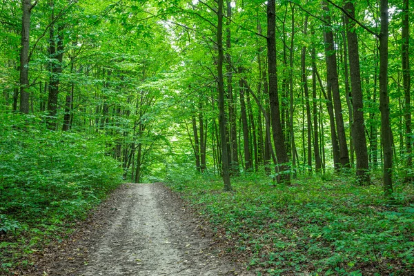 緑の夏の森への道 — ストック写真