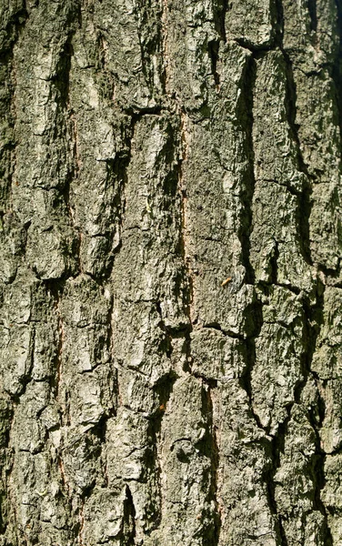 Textura Alívio Casca Marrom Uma Árvore — Fotografia de Stock