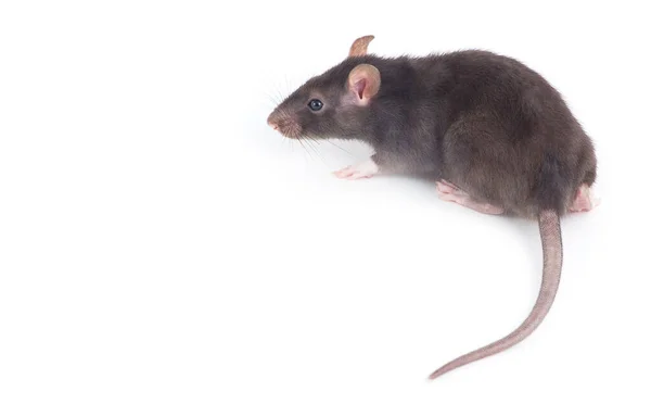 Roliga Råtta Närbild Isolerad Vit Bakgrund — Stockfoto