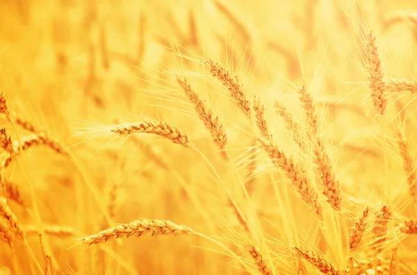 Pole Pšenice Konci Léta Plně Zralá — Stock fotografie