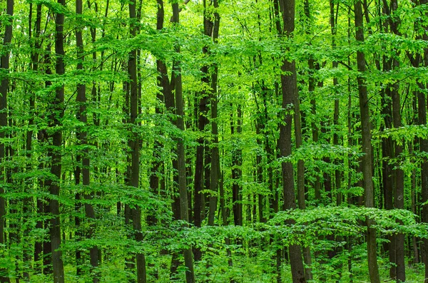 Folhagem Árvores Floresta Verde Verão — Fotografia de Stock
