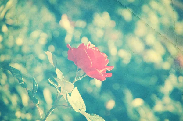 Rosa Vermelha Jardim Desfocado Fundo — Fotografia de Stock