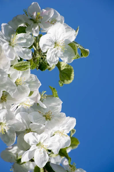 Rama Primavera Con Flores Blancas —  Fotos de Stock