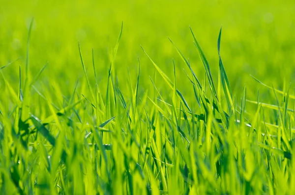 Zielona Konsystencja Trawy Pola — Zdjęcie stockowe