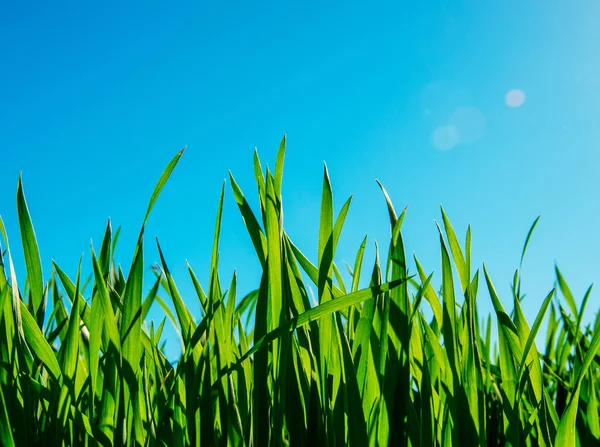 Lente Gras Zonlicht Intreepupil Hemel Achtergrond — Stockfoto