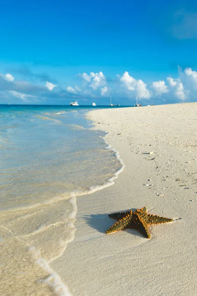 Primer Plano Estrellas Mar Playa Imágenes De Stock Sin Royalties Gratis
