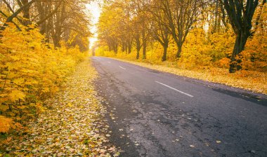 Sonbahar ormanının içinden geçen yol