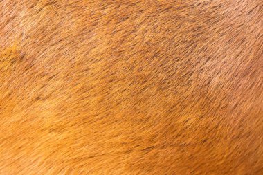 Dokulu kahverengi atı kapatın