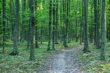 Yeşil yaz ormanlarında patika