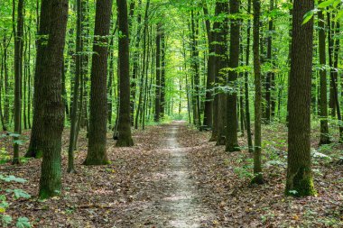 Yeşil yaz ormanlarında patika
