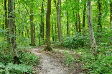 Yeşil yaz ormanlarında patika