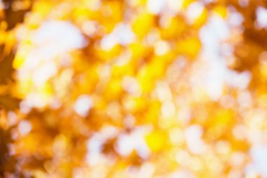 bulanık sonbahar arka plan