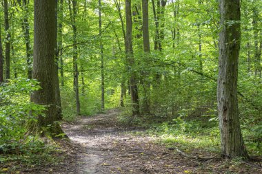 Yeşil yaz ormanlarında patika
